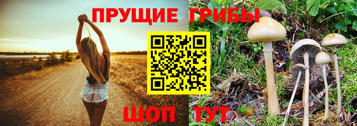 Галлюциногенные грибы GOLDEN TEACHER  Вход с VPN  сколько стоит  Тольятти 